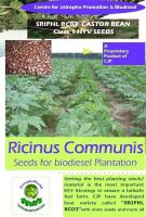 https://ar.tradekey.com/product_view/Castor-Bean-Plantation-Seeds-5240971.html