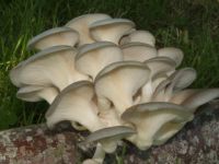 OYSTER MOUSHROOMS