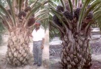 Oil Palm Seeds