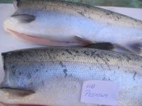 Atlantic and Coho SALMON, Salmon/Rainbow TROUT