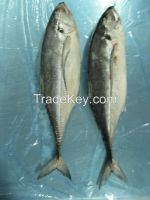 PROMOTION PRICE WHITE MEAT PANGASIUS FILLET WELL TRIMMED UNTRIMMED SEMI TRIMMED PANGASIUS STEAK TILAPIA HORSE MACKEREL ROHU RIVERBARD PANGASIUS HGT