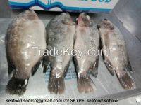 1.1 USD/KG Black Tilapia WR - SKYPE: seafood.sobico 