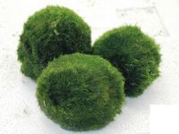 Cladophora aegagropila Moss ball