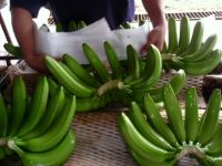 Sell  Cavendish Bananas