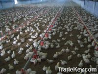 Automatic Poultry Broiler