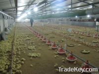 Automatic Poultry Shed