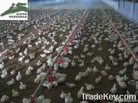Poultry Farm Equipment