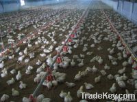 Chicken farming equipment