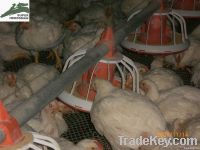 Poultry house control system