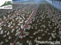 Poultry housing systems