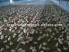 Poultry climate control equipment