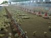 Poultry farm machinery
