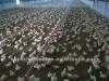 Poultry farm feed machinery
