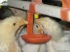 Poultry watering system