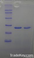 Recombinant Trypsin