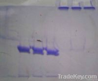 Recombinant lysostaphin