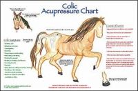 Equine Colic First Aid Chart