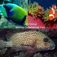 Marine Ornamental Fish