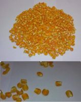 Maize | Maize Exporter | Corn Grain Seller | Maize Buyer | Bulk Maize Grain Importer | Corn bean Buyer | Corn bean Wholesaler | Corn Grain Manufacturer | Best Quality Corn Grain | Cheap Maize Supplier | Low Price Corn | Yellow Corn | White Cron | Baby Mai