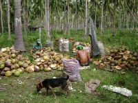 We Sell Coconut Shells, Husk, and other Coconut raw Materials