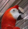 African grey & scarlet mascaw parrots!!!