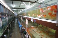 Ornamental Fish