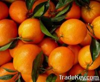 https://es.tradekey.com/product_view/A-Class-Navel-Orange-1830878.html