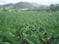 TATO ROOT, sale taro root, taro root manufacters