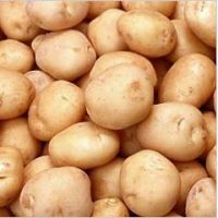 Fresh Potatoes Export Quality