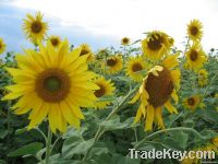 Crude sunflower oil