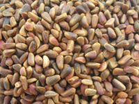 Raw Inshell Pine Nuts - Bird Feed