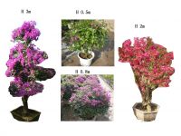 Bougainvillea spectabilis