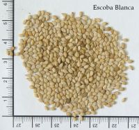 Chia, quinoa, quinoa, amaranth and sesame seeds from South America