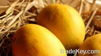 https://fr.tradekey.com/product_view/Alphonso-Mango-Supplier-From-India-5281115.html