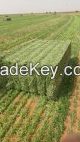 Sudanese Alfalfa Hay