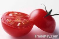 Drum packed 36-38% brix tomato paste