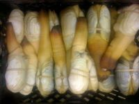 Geoduck