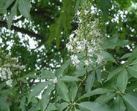 Horse Chestnut *****