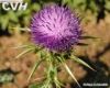 Milk Thistle *****