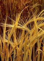 Barley from Russia