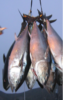 Pacific Bluefin Tuna