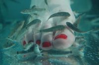 Skin Callus Remover--Doctor Fish / Garra Rufa Fish