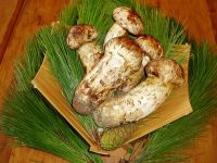 fresh tricholoma matsutake