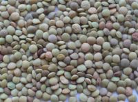 Green Lentil