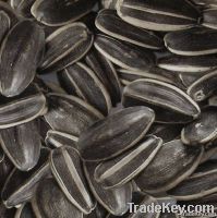 Sunflower Seeds