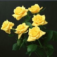 Fresh Cut Flower---Yellow Rose