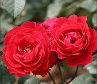 Fresh Cut Flower---Red Rose