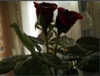 Fresh Cut Flower---Black Rose