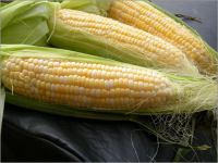 Maize