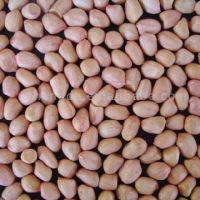 Groundnuts/peanuts kernels or with cells